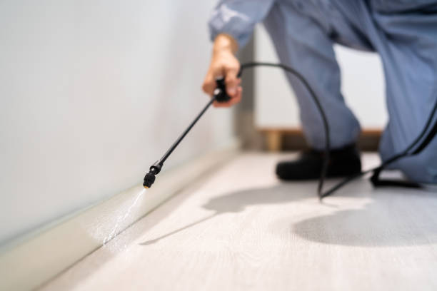 Licensed Ant Control service in Chesterfield County County, VA - Nex Pest Control